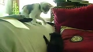 Puppy and Kitten playing