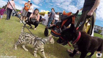 Un chat se fait passer pour un chien à une exposition canine