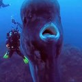 Mola Mola, peixe lua gigante filmado nos Açores