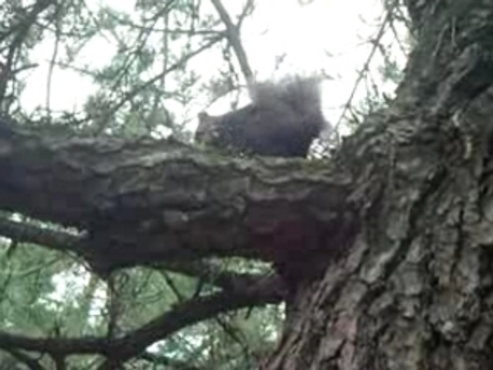 Ecureuil dans le parc des Tumuli