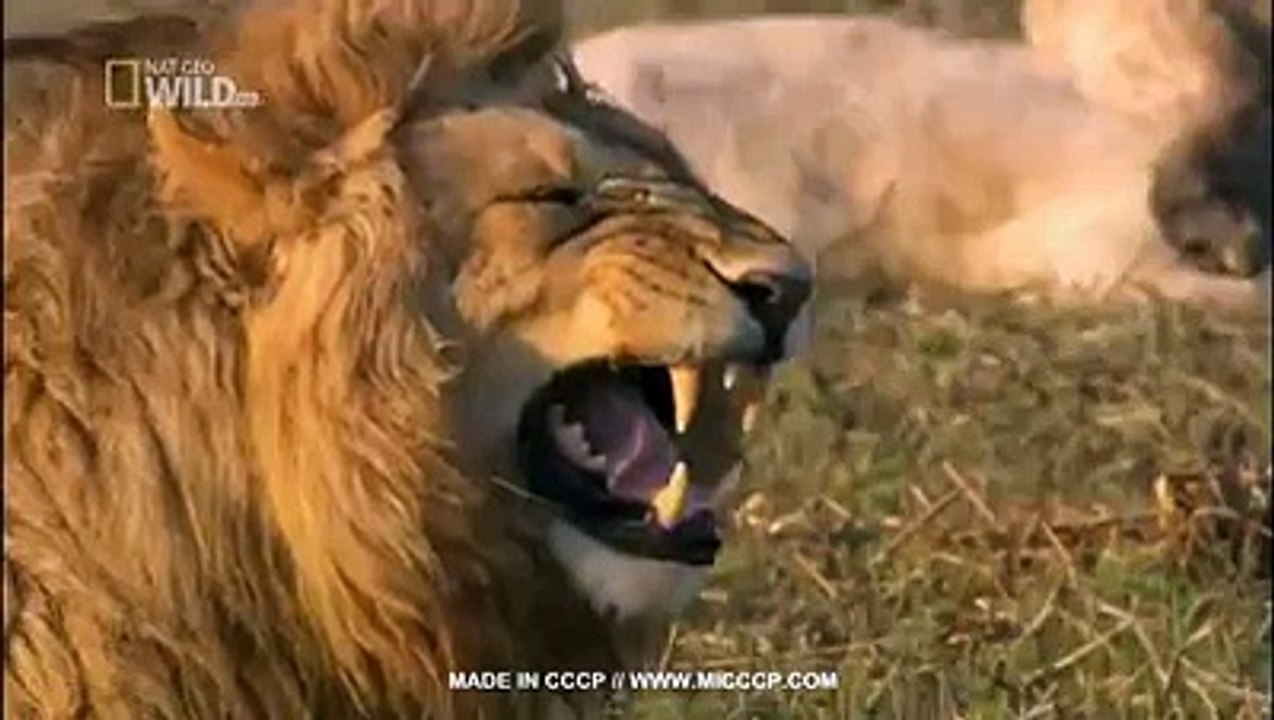 King of the lion