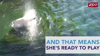 Les premiers pas de Nora, l'oursonne polaire