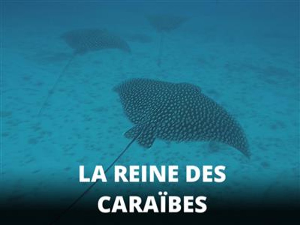 L'aigle de mer-léopard, une fabuleuse espèce méconnue