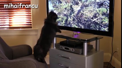 Funny Cats Videos Compilation