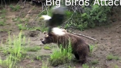 When Crazy Animals Attack Big Birds Attack ~ Best Funny Animals