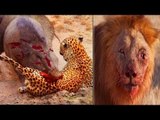 When Victims Fight Back - CRAZY Wild Boar, Zebra, Giraffe vs Poor Lion, Leopard, Crocodile