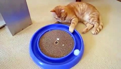 Лучшие кошачьи игрушки 2016 года 🐱 — Самые забавные моменты и идеи для развлечения