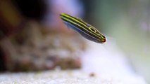 new comer:Hector's Goby