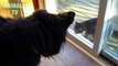 15 Cats And Dogs On Opposite Sides Of A Screen Door Compilation 2016