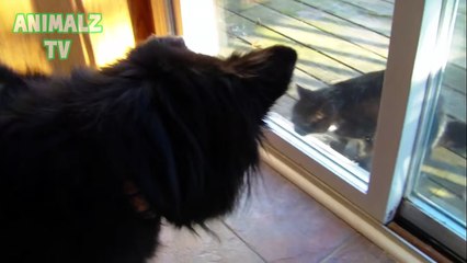 15 Cats And Dogs On Opposite Sides Of A Screen Door Compilation 2016