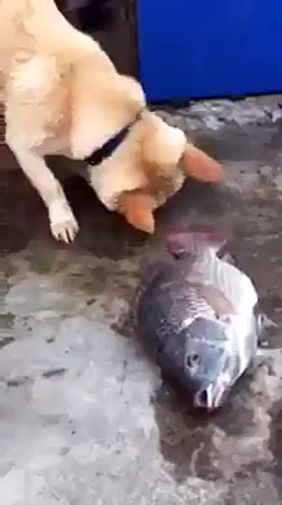 Save The Live