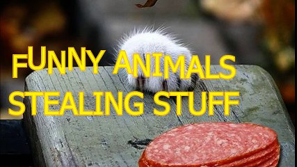 Funny animals stealing stuff