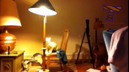 Funny cats annoying owners