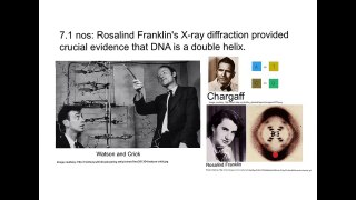 Ibdp 7.1 nos Rosalind franklin's X-ray diffraction provided crucial evidence that DNA is doublehelix