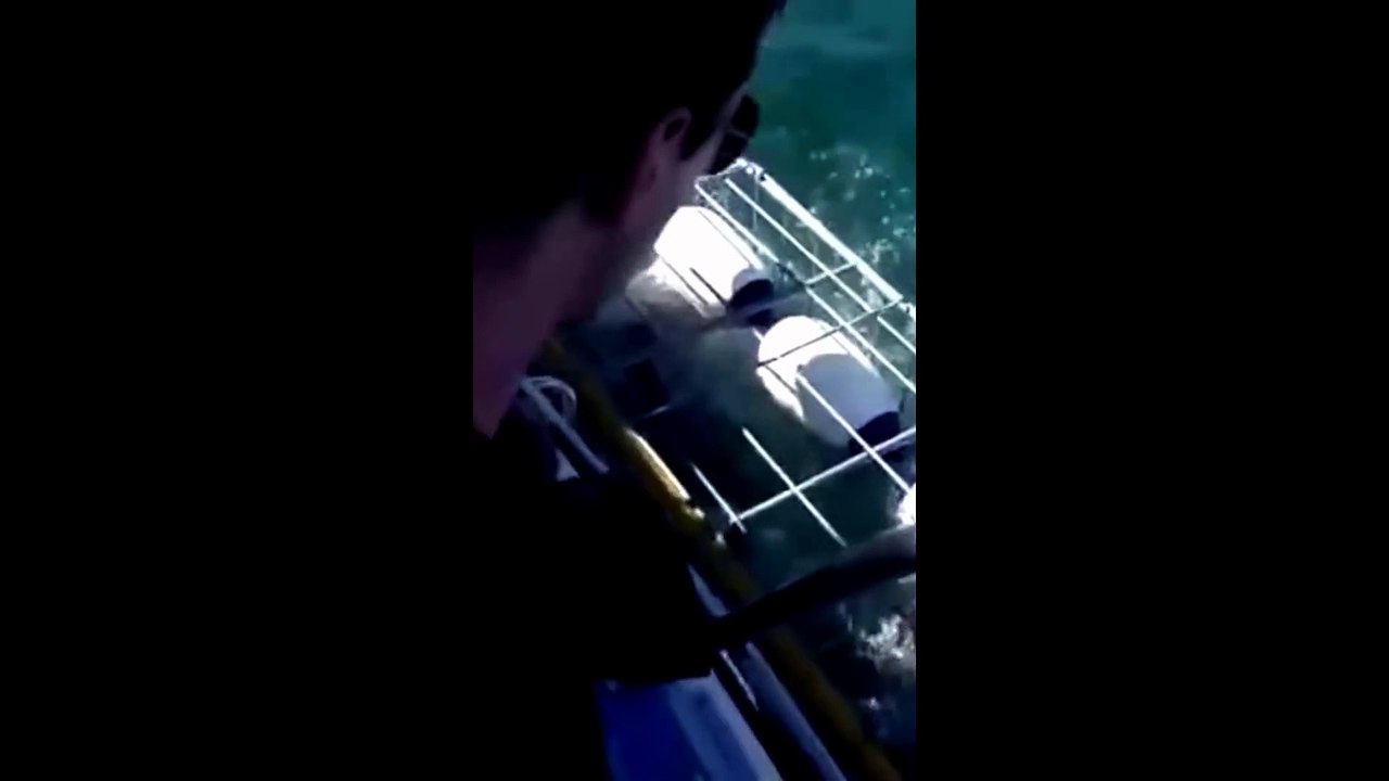 Un grand requin blanc arrive a rentrer dans une cage de plon
