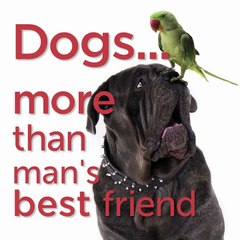 Dogs... More Than Man's Best Friend
