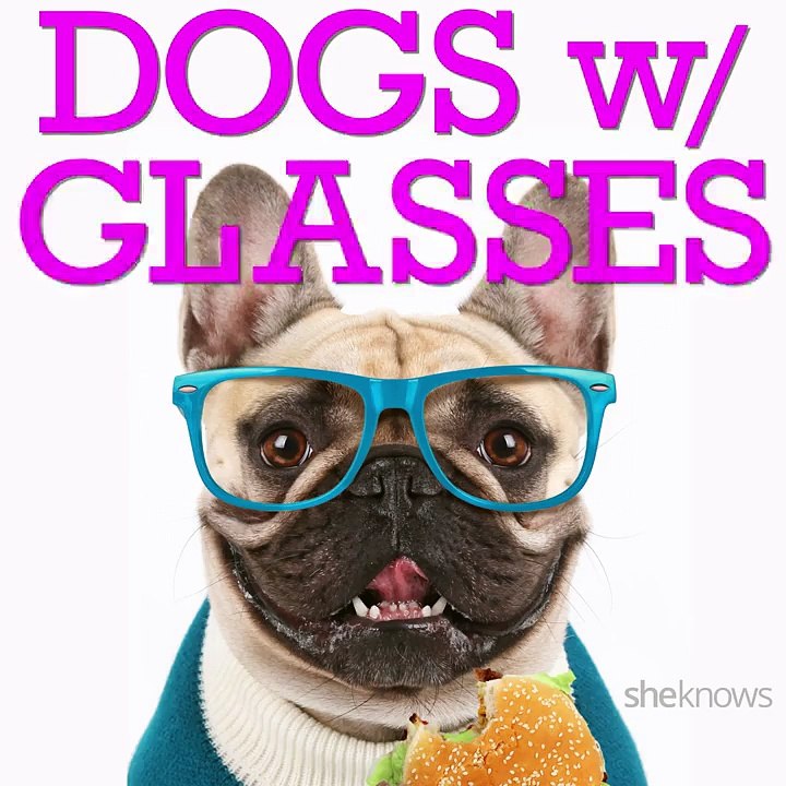 Dogs with Glasses
