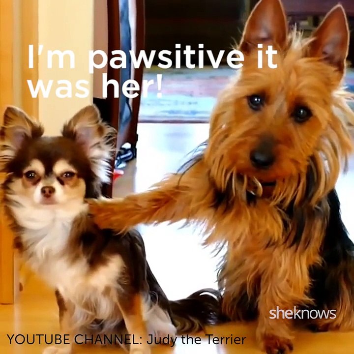 The World's Guiltiest Dogs