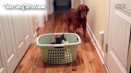 爆笑！汪星人一秒变怂货—在线播放—优酷网，视频高清在线观看-relaxzone.us