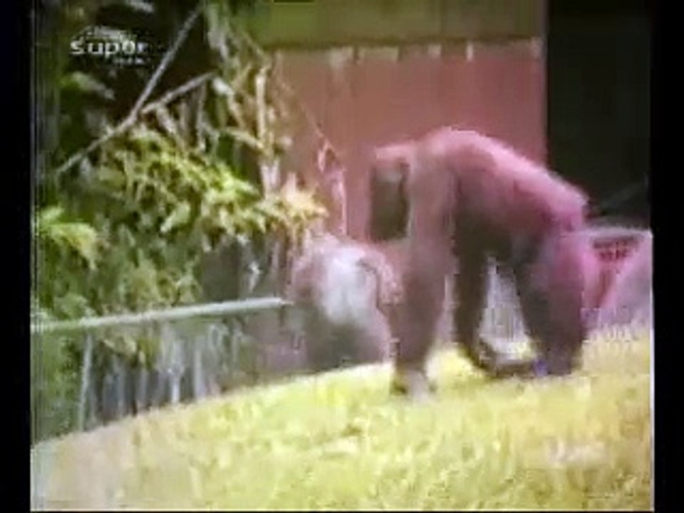 Funny Animals смотреть онлайн_relaxzone.us