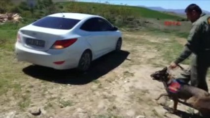 Elazığ Jandarmadan Kaçmaya Çalışan Araçta 50 Kilo Esrar Ele Geçti