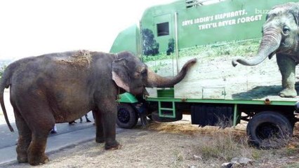 Freedom Looks Good on Former 50-Year Circus Elephant