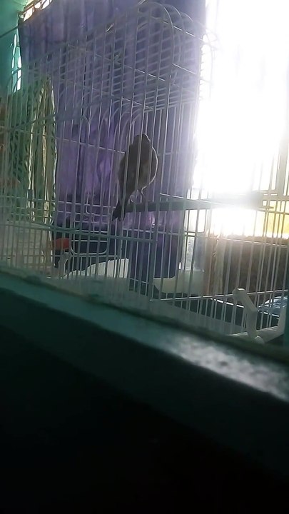 Magnifique chant donnez votre avis Chardonneret  de : Boubakeur Mahi