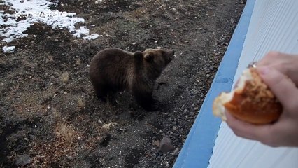 Feeding a wild brown bear in Russia's far east