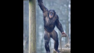 Chimpanzee's Having Fun In the Sun at ZSL Whipsnade Part 1 (photographs) - 2010Gorilla