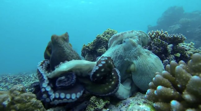 Deux pieuvres se battent pour garder leur place !