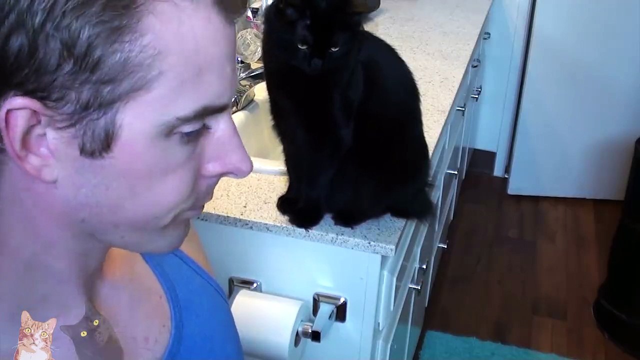 Ultimate Cat Shaming!