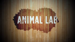 Animal Lab Episode: Tarantula