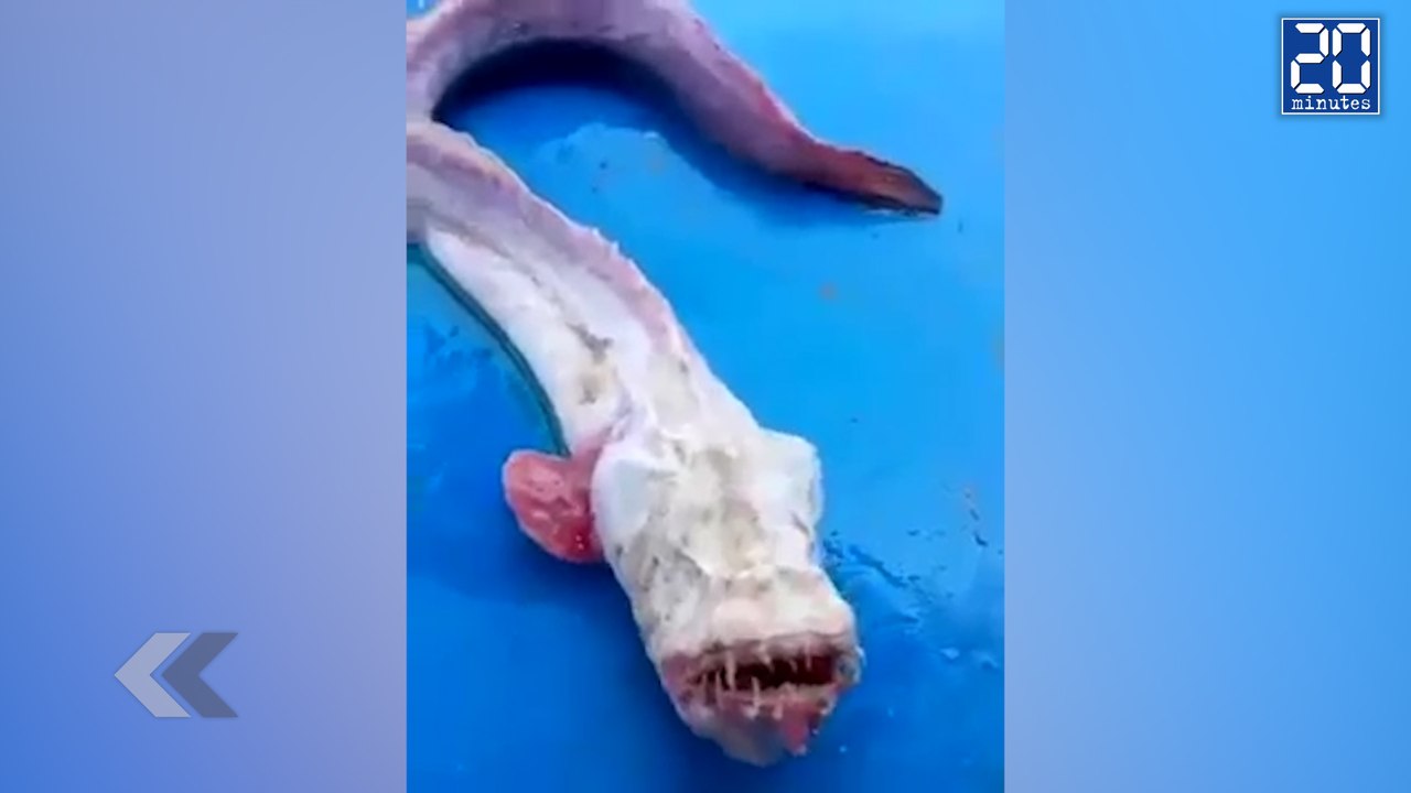 Il pêche un monstre en Thaïlande ! - Le rewind du mardi 19 avril 2016.