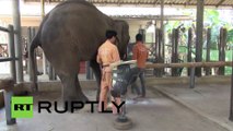 Un éléphant à 3 pattes soigné en Thaïlande