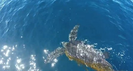 Il plonge dans l'océan avec un couteau pour aider une tortue