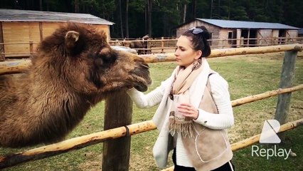Sunday in Raksi ( Latvia) LOVE lama camel sheep ( Santa Laizane)