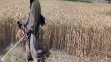 Aa