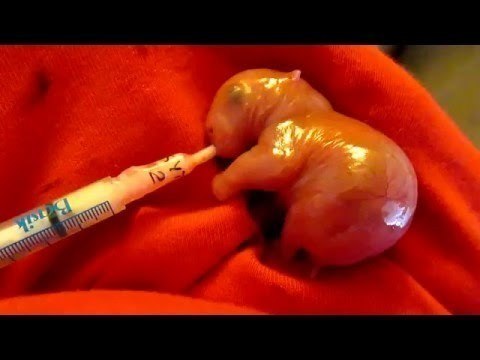 Tiny Orphaned Wombat Teeters Between Life and Death