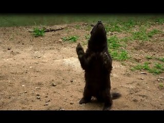 Fluffy Honey Badgers Play With Tire