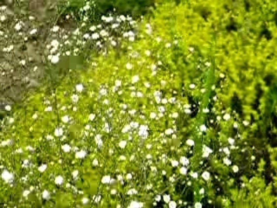 Jardin de G.