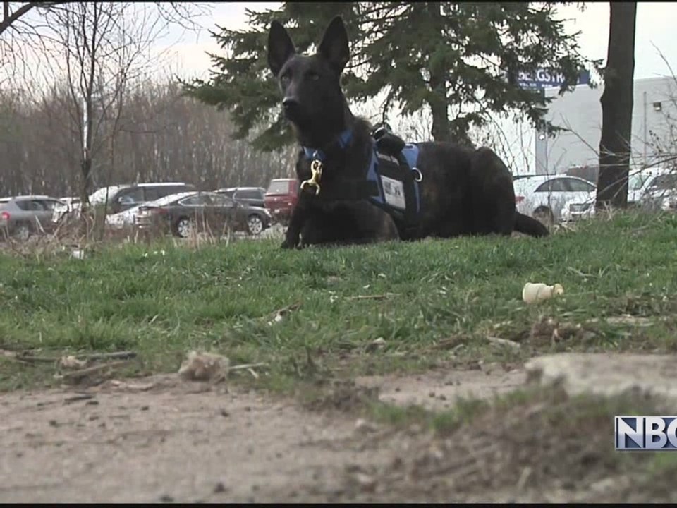 UPDATE: Veteran "terminated" after fight to take service dog to work