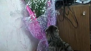 Прикол про кота Марса))))joke about the cat Mars
