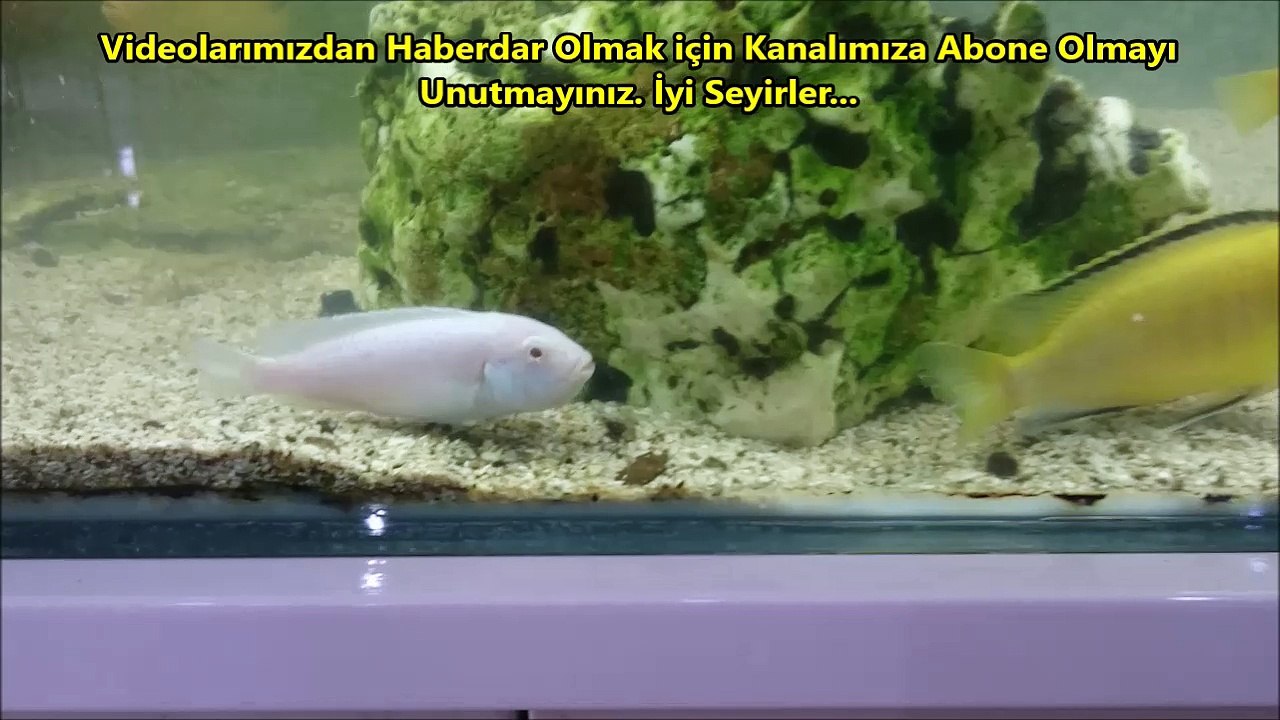 Ağzı Yavru Dolu Beyaz Prenses 12.01.2016