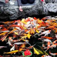 Amazing Fish feeding video