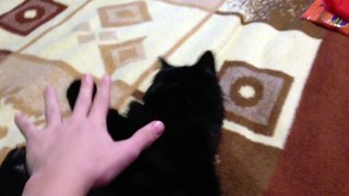 Kitty Does Not Like Belly Rubs