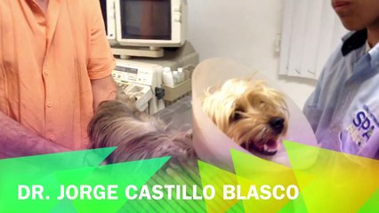 Servicios Veterinarios en Spaperros