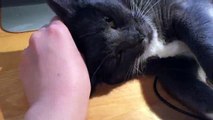 Video of adoptable pet named Gussie, Gorgeous Russian Blue Mix!