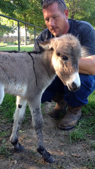 Newborn Miniature Donkey Love