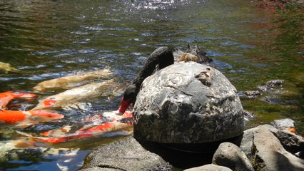 Black Swan Feeds Koi Fish
