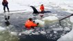Four orcas rescued after getting trapped in ice